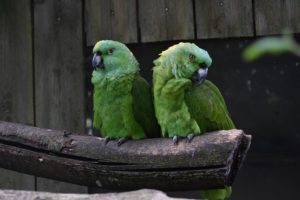 Amazon Parrots