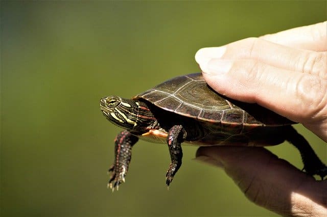 Can Baby Turtles Eat Mealworms?