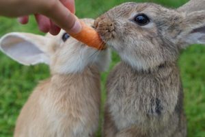 best rabbit hutch reviews Feeding Two Rabbits
