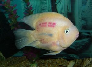 Are Blood Parrot Fish Aggressive