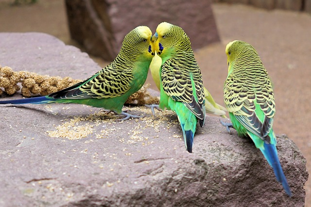 Parakeets rock