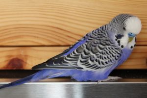 budgie blue