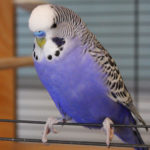 budgie cage size calculator