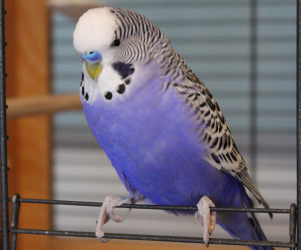 budgie cage size calculator