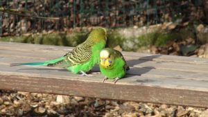 Do Parakeets do Better in Pairs