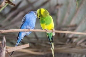 Do Parakeets do Better in Pairs