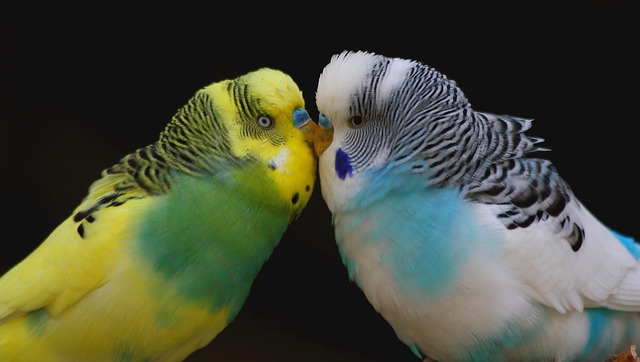 Parakeet Courting Behavior