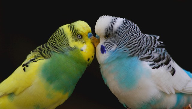 Do Parakeets do Better in Pairs