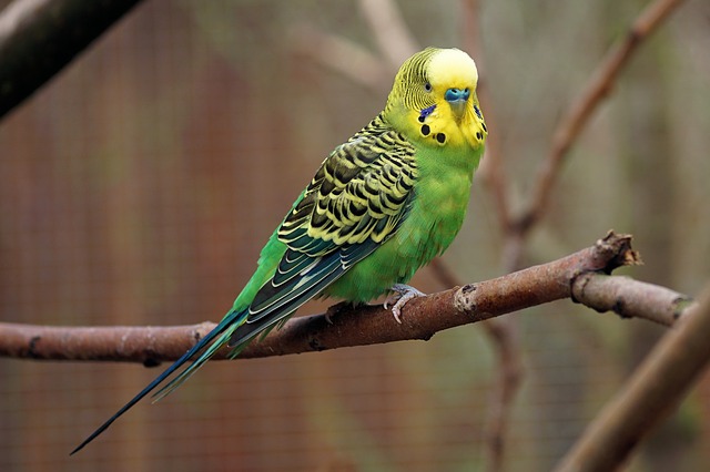 Parakeet perch
