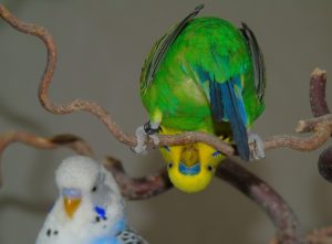 Do Parakeets do Better in Pairs