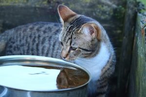 How to Get My Cat to Drink More Water