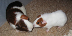 Why do Guinea Pigs Vibrate