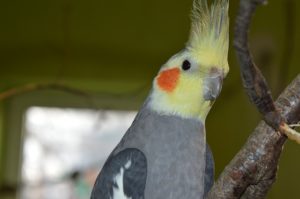 Cockatiel Pet