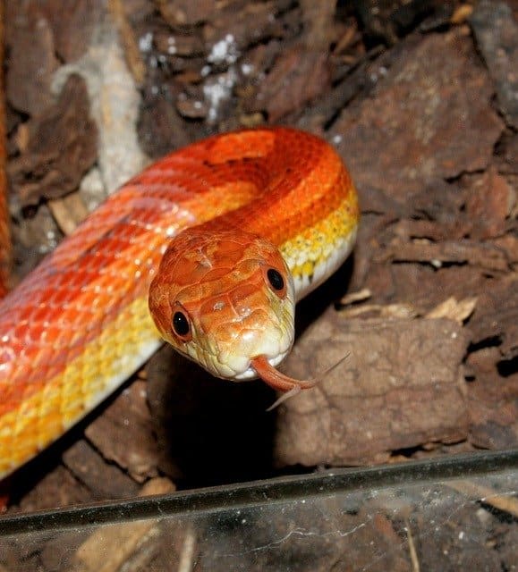 Corn Snakes UVB & Vitamin D