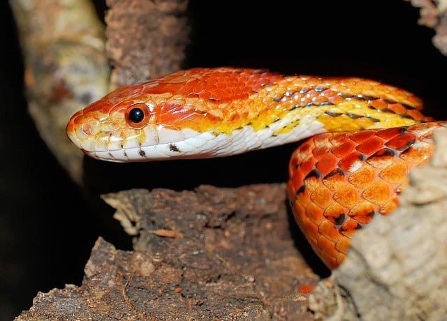 Corn Snake UVB Requirements