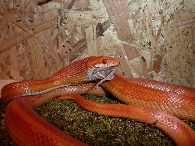 Corn Snake Best Time to Feed