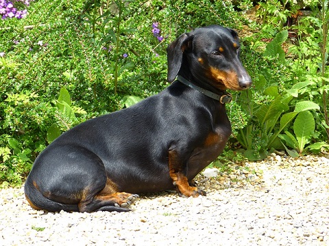 dachshund front carrier