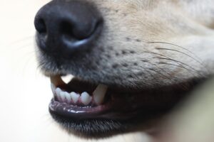 can you use baking soda to brush dogs teeth