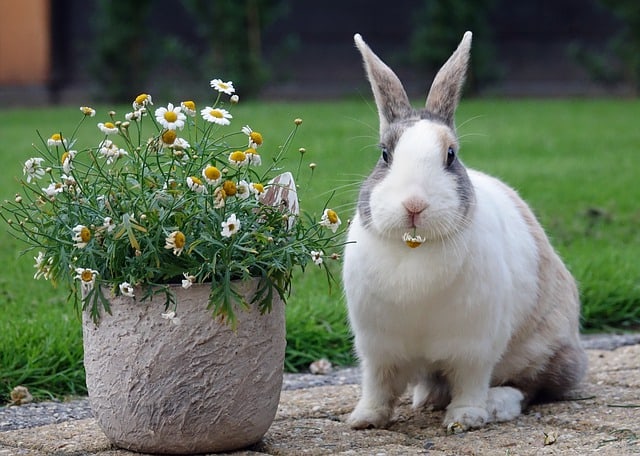 Dutch Rabbit Near Flower Pot - Most Which Breed of Rabbit is Most Child Friendly