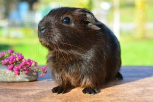 Low Calcium Vegetables for Guinea Pigs - The Pet Supply Guy