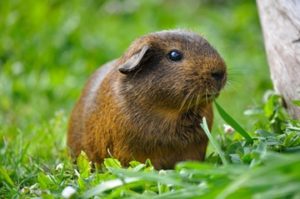 Why do Guinea Pigs Vibrate