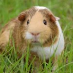 Owning a Guinea Pig Pros Cons
