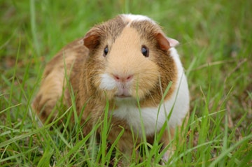Owning a Guinea Pig Pros Cons
