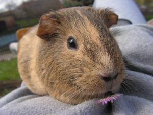 Why do Guinea Pigs Vibrate
