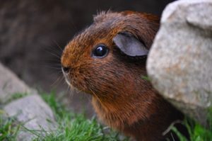 Why do Guinea Pigs Vibrate