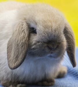 Which Breed of Rabbit is Most Child Friendly? ???? 12 Best Rabbits for Kids