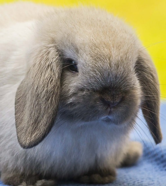 Mini Lop Rabbit - Most Which Breed of Rabbit is Most Child Friendly