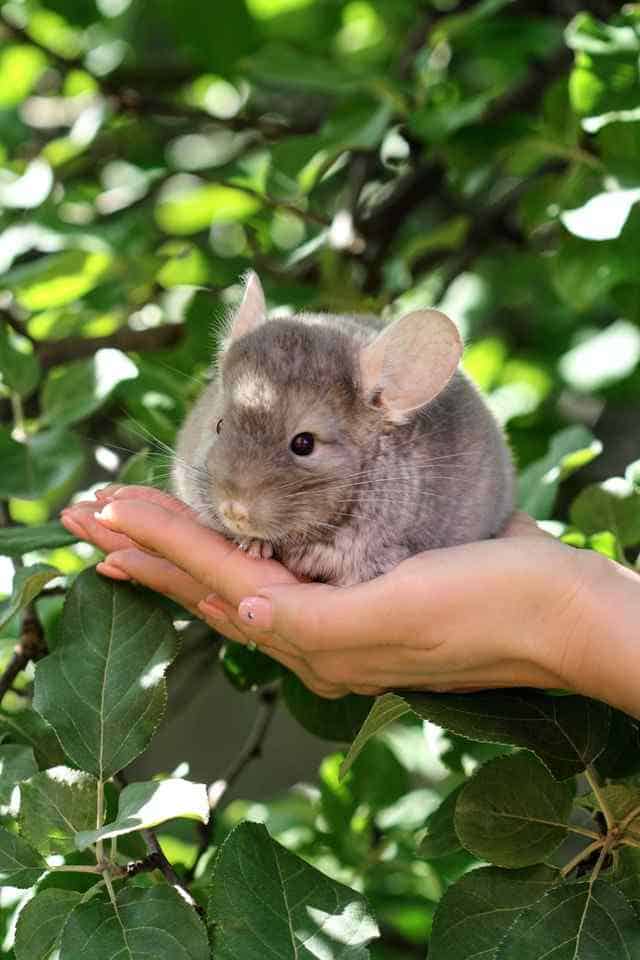 Is a chinchilla a good pet for a child?