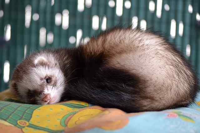 Is a ferret a good pet for a child?