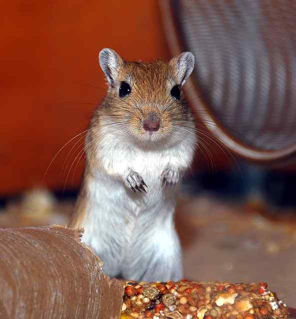 Is a gerbil a good pet for a child?