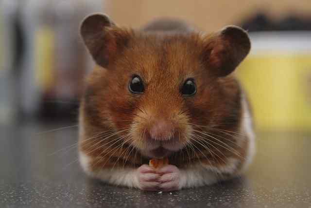 Is a hamster a good pet for a child?