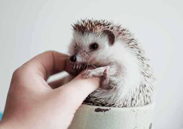Is a hedgehog a good pet for a child?