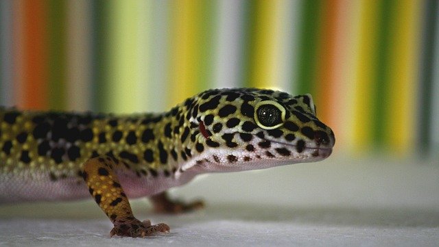 How Many Hornworms Can A Leopard Gecko Eat