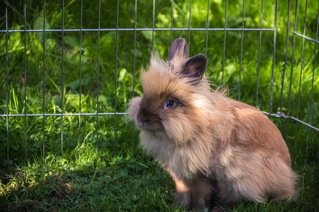 Lionhead Rabbit - Most Which Breed of Rabbit is Most Child Friendly