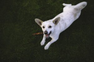 nature-animal-dog-playing