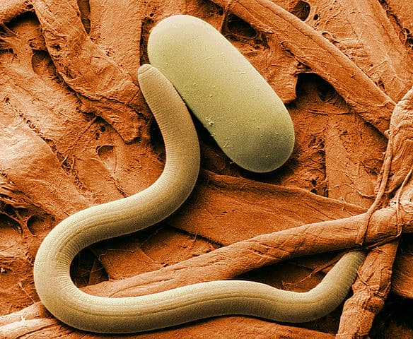 Nematode