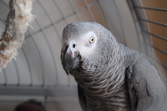 black pet birds that talk