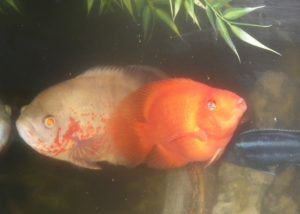 Are Blood Parrot Fish Aggressive