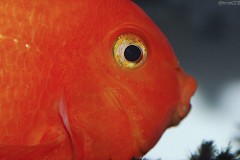 Are Blood Parrot Fish Aggressive