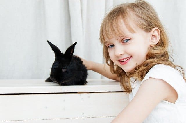 What Makes a Calm Rabbit Breed Child-Friendly