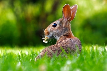 rabbit eat grass