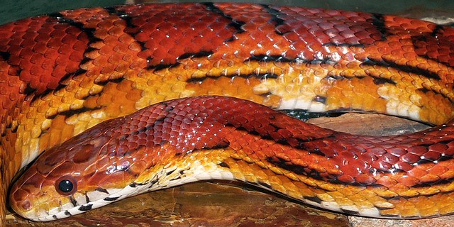 Are Corn Snakes Nocturnal or Diurnal