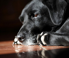 dog laying on cold floor