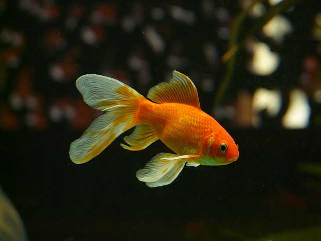 veiltail-GoldFish