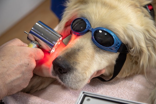 Professional Dental Cleaning for Dogs