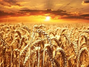 wheat-field